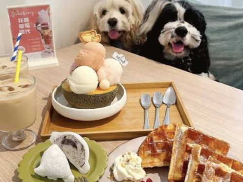 屏東推寵物友善，走訪店家拿好禮、親子毛孩一起玩