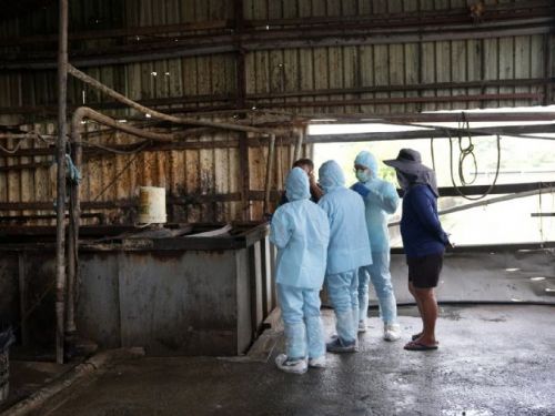 防堵非洲豬瘟！屏東縣啟動全面稽查行動，守護百萬豬隻健康與畜牧產業安全