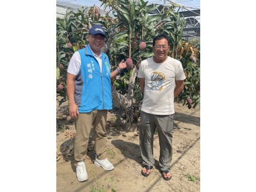 愛文芒果慶豐收，職人堅持永續經營