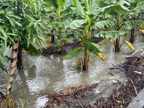6月豪雨屏東農損累計逾1.8億，現金救助全力辦理中