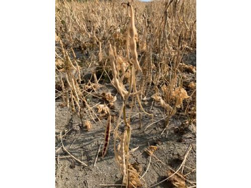 紅豆價格下滑，屏東縣政府積極協調中央保障農民收益