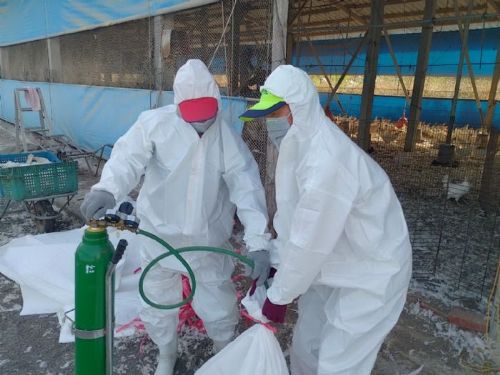 養禽業者主動通報，高樹鄉蛋中雞場確診感染H5N1禽流感