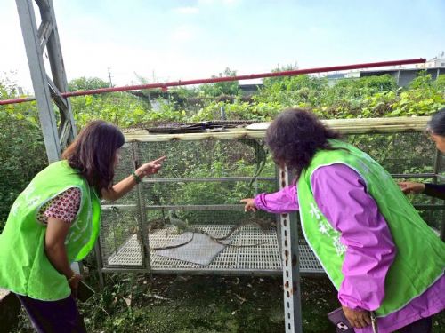 跨域整合再進化！屏東縣水利處志工協助排水巡查並強化綠鬣蜥通報