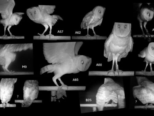 屏東推「生態薪水」守護草鴞，打造人與自然共存農地