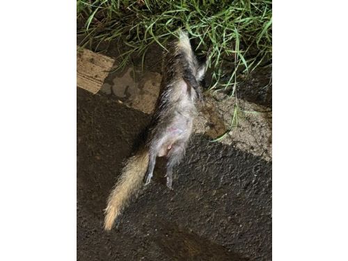 鼬獾狂犬病再現恆春半島,今年屏東累計第五例 鼬獾狂犬病再現恆春半島,今年屏東累計第五例