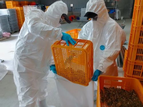 養禽業者主動通報鹽埔鄉鵪鶉場確診感染H5N1禽流感