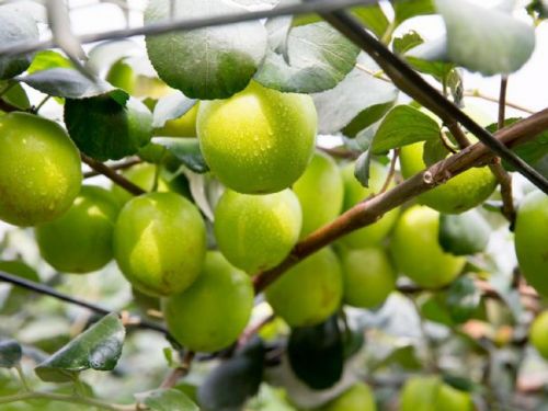 因應ART 周春米：全力穩定縣內畜牧產業，善用優勢農產爭取國際市場