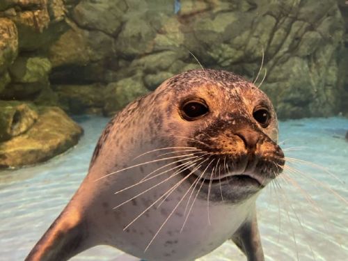 屏東海生館海豹「夏綠蒂」趣味互動爆紅！飼育員悉心照護展現專業溫情