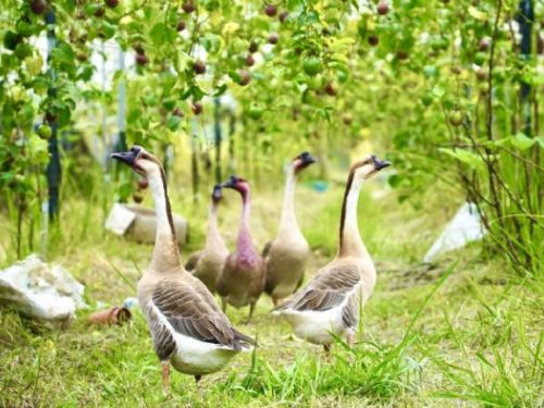 從「暗夜守護者」草鴞，看見國土綠網的關鍵拼圖，屏東率全台之先，打造海豐圳寮濕地保護示範區