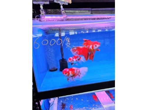 屏東觀賞魚產業蓬勃發展，年產值突破十億元，三分之二全台產量出自屏東，金牌觀賞魚揚名國際舞台
