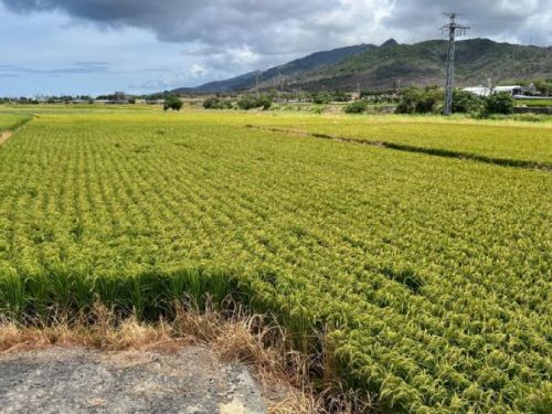 115年農糧產業調整與轉型計畫，1月2日起開始受理申報