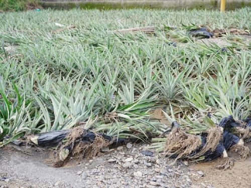 屏東豪雨衝擊農作，縣府籲農民盡速報災爭取更多救助品項