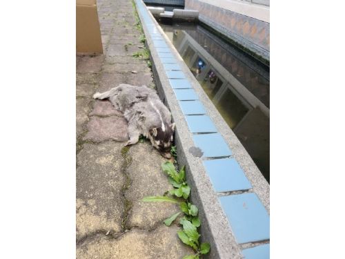 守護毛孩也守護家人：屏東加強狂犬病防疫，邀您一起把關健康