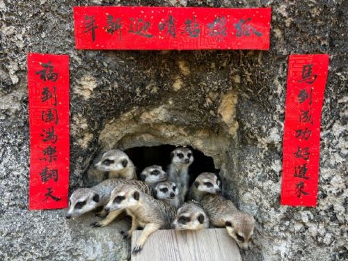 壽山動物園特製「金馬五吉」年菜，動物圍爐過馬年