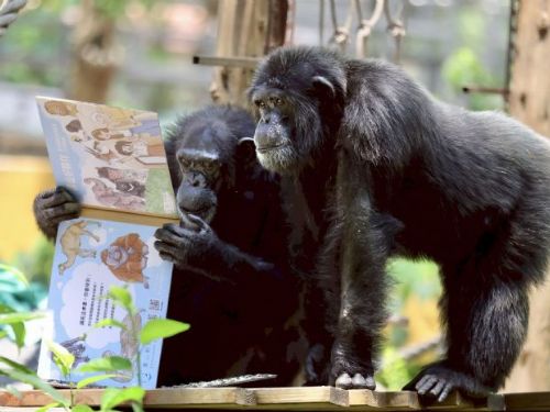 壽山動物園特製「藏食瓦楞紙書」 黑猩猩趣味讀報、看繪本