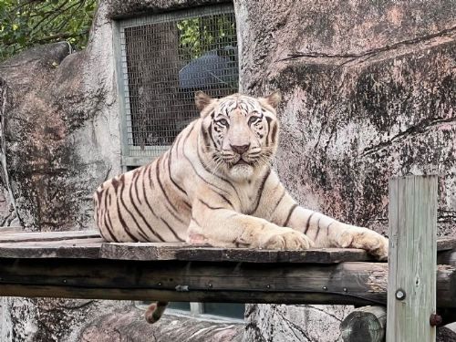 壽山動物園溫馨推廣虎保育，8/2紙風車劇團高雄旗糖登場親子共學