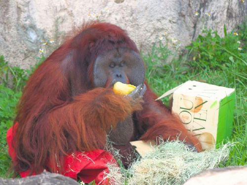 壽山動物園「柚」見中秋，動物秒變吃貨直播主