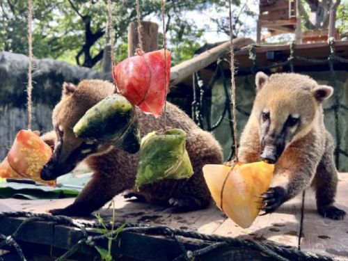 壽山動物園端午飄粽香，黑猩猩互送菜粽放閃