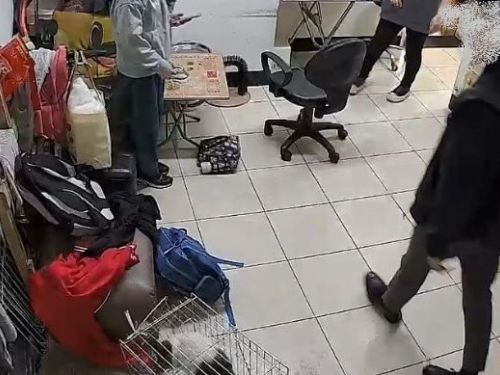 店貓攻擊路人引發報復，男友踹貓被新北動保處重罰15,000元