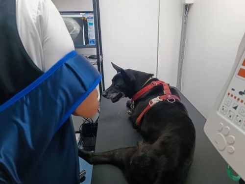 7月28日世界肝炎日提醒新北飼主：毛寶貝的健康檢查不可少，守護家中毛孩肝臟健康，及早發現、用心照護