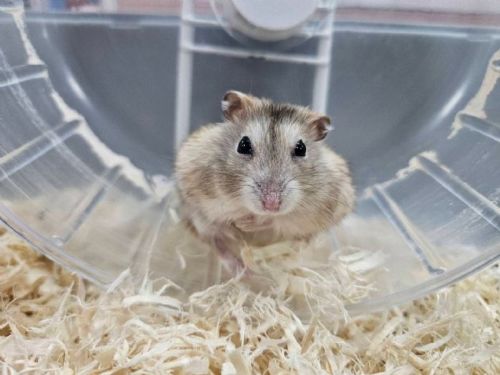 4月12日國際倉鼠日關注小生命照護，新北籲落實責任飼養，別讓可愛變成傷害