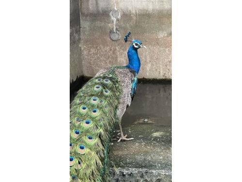 士林、北投山區驚見孔雀蹤影！臺北動保處暖心救援，提醒飼主防逃逸守護生態