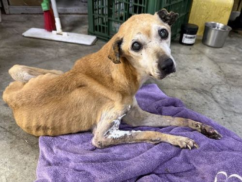 車禍受傷老黃狗重獲新生！新北毛寶貝醫療照護助牠走向幸福新家