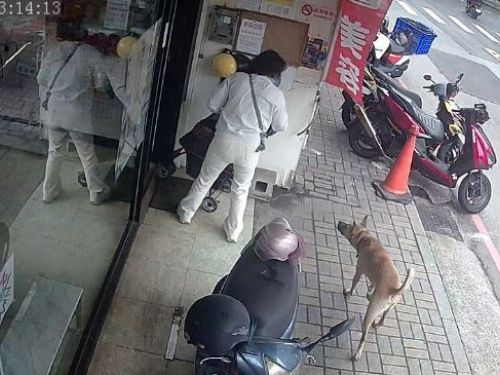 新北五股機車行犬隻未繫繩擾鄰，動保處開罰15,000元，呼籲寵物飼主守護社區和諧
