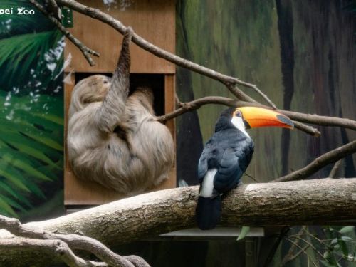 巨嘴鳥與樹獺成為新室友！臺北市立動物園打造跨物種的和諧共享空間