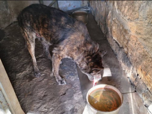 三重路口犬隻受傷事件，新北動保與警方迅速守護生命