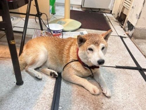 防雷聲驚嚇！北市動保處提醒飼主守護毛孩安全