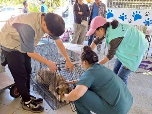 守護毛孩健康！臺中梨山展開免費狂犬病防疫專案，攜手居民打造安心社區