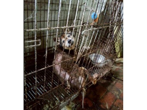 桃園動保處查獲非法犬隻繁殖場，37隻毛孩獲救等待新生