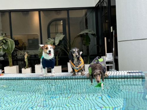夏日與愛犬同樂！高雄動保處推出「好伴狗狗-OutDog GoGo認證課程」