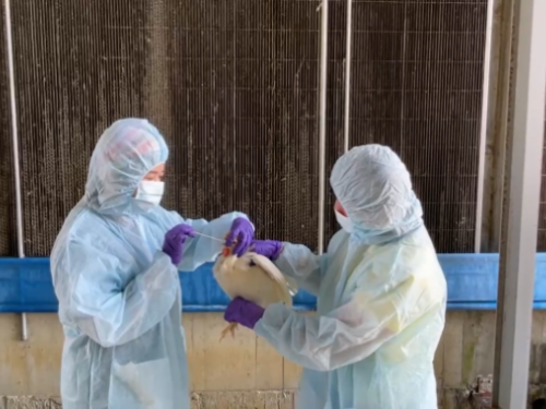 春季防疫不停歇：守護家禽健康，攜手防範禽流感風險