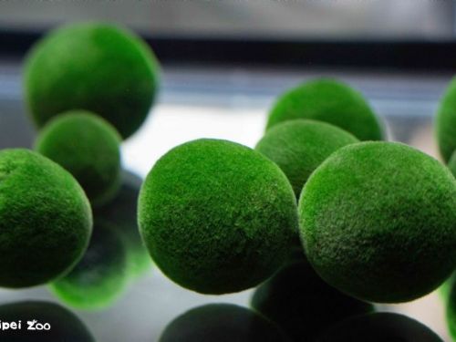 台北 × 釧路的自然友誼再綻放──毬藻翻滾登場、丹頂鶴優雅迎賓