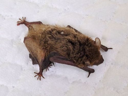 洗衣機裡的小生命奇遇！蝙蝠母子誤闖民宅意外上演暖心救援