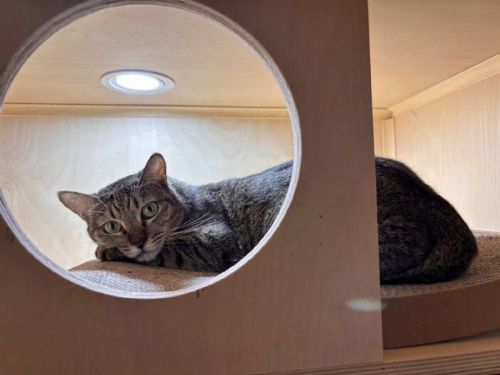 「浪愛滿屋」溫暖加乘！北市攜手店家助毛孩找家，虎斑貓帝寶與里美幸福啟航