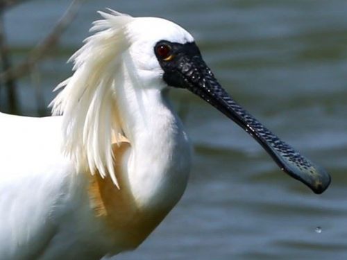 黑面琵鷺華麗報到！茄萣濕地迎接2025候鳥季的感動首演