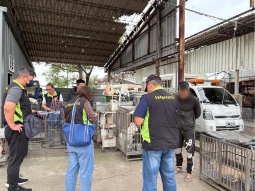 七股非法犬貓繁殖場遭查獲，90隻毛孩成功獲救，將安排健康照護與認養