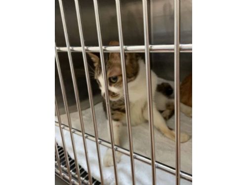 守護毛孩不缺席！動保處緊急救援信義區斷電住宅，5隻犬貓平安獲救、生命跡象穩定