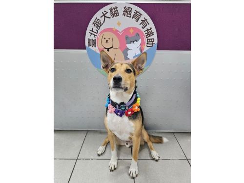 把握最後倒數！臺北家犬貓絕育補助延長至12/31，為毛孩健康多一份貼心守護
