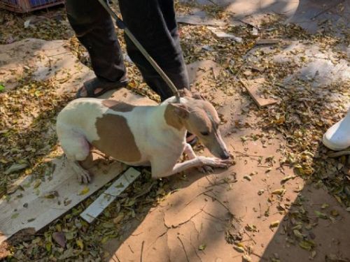 公私協力守護生命，台中北屯犬隻案件即時介入，醫療、安置與送養同步啟動