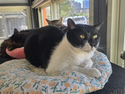 安心過好年，毛孩不走失，臺北市動保處暖心提醒：多一分準備，少一分驚慌