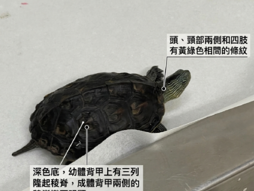 5月23日世界烏龜日暖心提醒！開車經過山區與公園路段，請讓「最慢路霸」安全回家