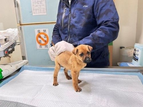 從毛孩便便看健康，苗栗動保園區提醒留意犬隻腸胃警訊