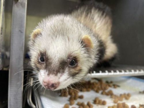 國際雪貂日一起認識牠！新北推特殊寵物登記獎勵，守護雪貂不走失、不棄養