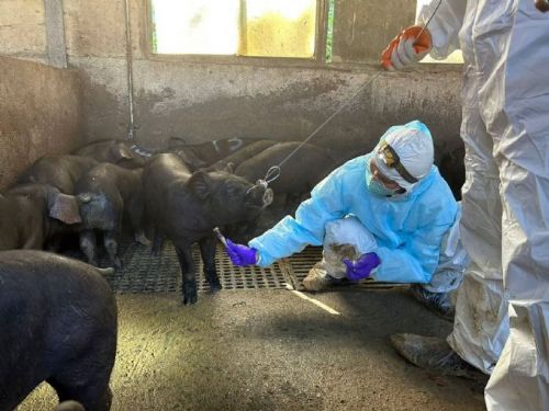 新北強化畜牧防疫網！從源頭守護動物健康，也守住市民安心生活