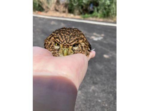 貝殼廟旁驚見「迷你憤怒鳥」停車頂！新北暖心救援鵂鶹，順利重返山林