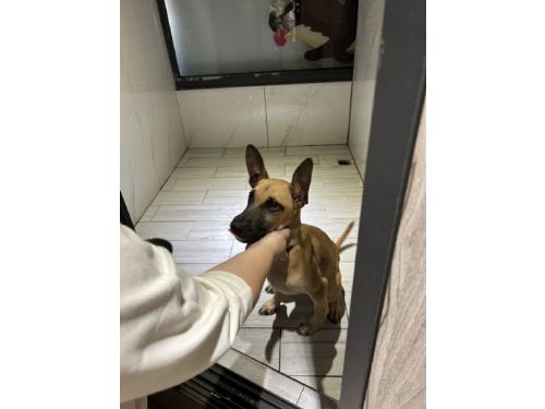 桃園市動物保護處首辦公益演唱會，機長王丰用音樂傳遞毛孩溫情故事